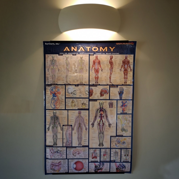 Anatomy Chart